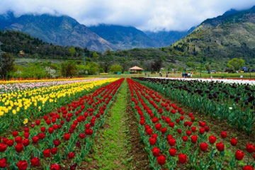 Amritsar Kashmir Tempo Traveller Rental